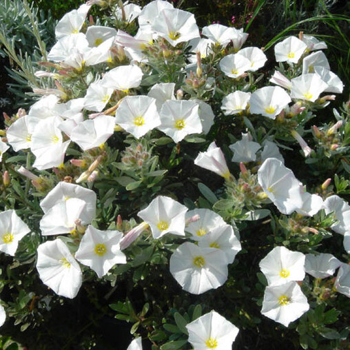 Convolvulus Cneorum